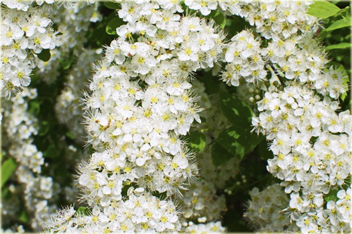 Tawuła japońska Albiflora Spiraea japonica Albiflora
