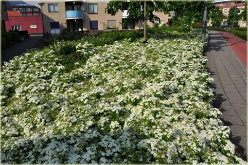 Tawuła japońska Albiflora Spiraea japonica Albiflora