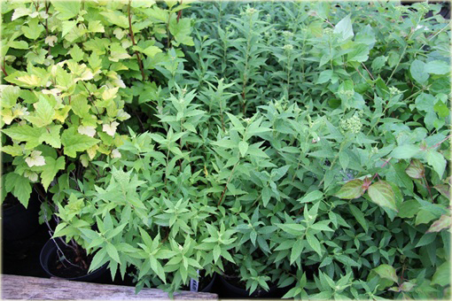 Tawuła japońska Albiflora Spiraea japonica Albiflora