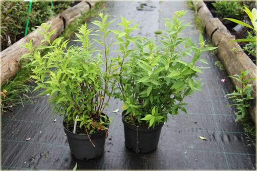 Tawuła japońska Albiflora Spiraea japonica Albiflora