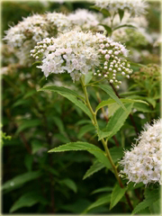 Tawuła japońska Albiflora Spiraea japonica Albiflora