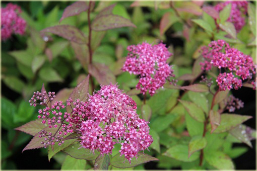 Tawuła japońska Goldflame Spiraea japonica goldflame