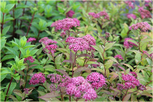 Tawuła japońska Goldflame Spiraea japonica goldflame