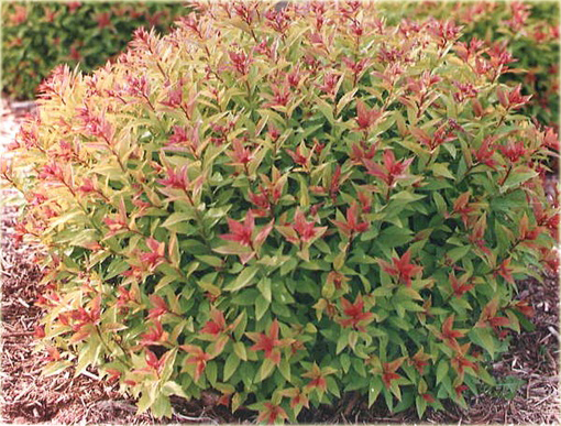 Tawuła japońska Goldflame Spiraea japonica goldflame