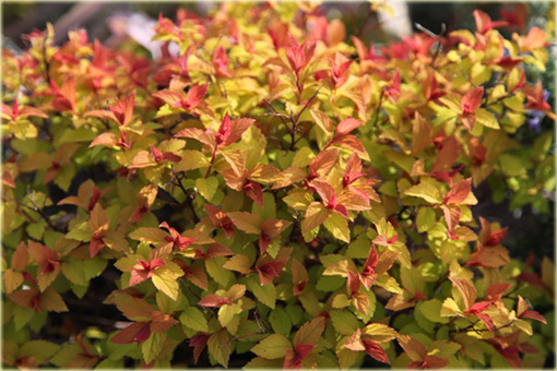 Tawuła japońska Goldflame Spiraea japonica goldflame