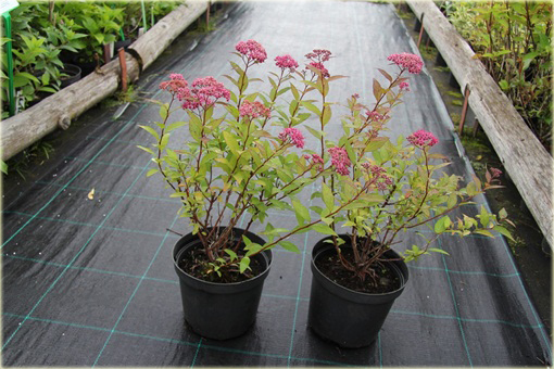 Tawuła japońska Goldflame Spiraea japonica goldflame