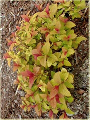 Tawuła japońska Goldflame Spiraea japonica goldflame
