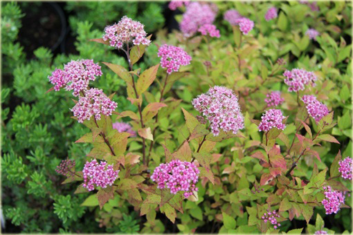 Tawuła japońska Goldmund Spiraea japonica Goldmound