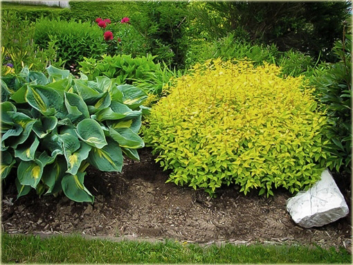 Tawuła japońska Goldmund Spiraea japonica Goldmound