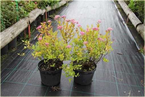 Tawuła japońska Goldmund Spiraea japonica Goldmound