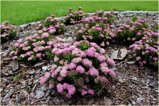 Tawuła japońska Japanese Dwarf Spiraea japonica Japanese Dwarf