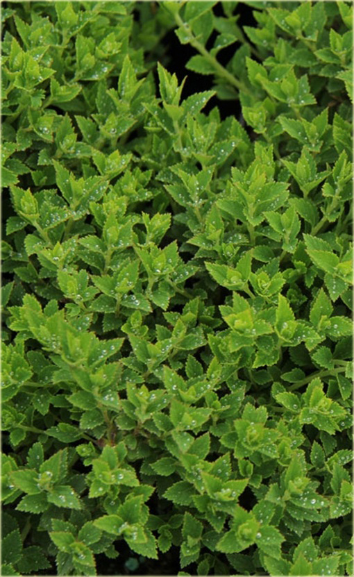 Tawuła japońska Japanese Dwarf Spiraea japonica Japanese Dwarf