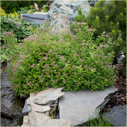 Tawuła japońska Japanese Dwarf Spiraea japonica Japanese Dwarf