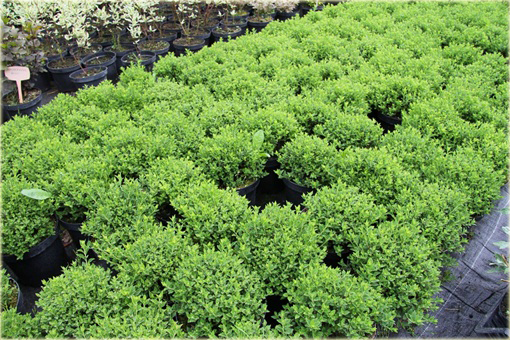 Tawuła japońska Japanese Dwarf Spiraea japonica Japanese Dwarf