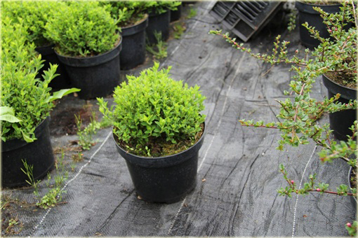 Tawuła japońska Japanese Dwarf Spiraea japonica Japanese Dwarf