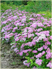 Tawuła japońska Japanese Dwarf Spiraea japonica Japanese Dwarf
