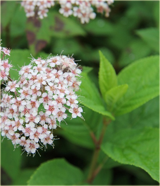 Tawuła japońska Pruhoniciana Spiraea japonica pruhoniciana