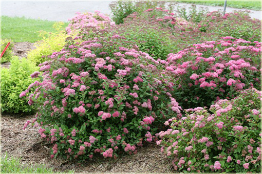 Tawuła japońska Pruhoniciana Spiraea japonica pruhoniciana