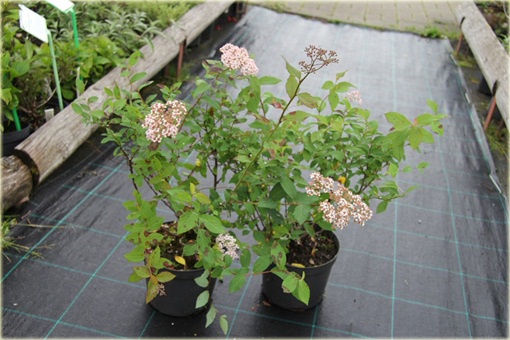 Tawuła japońska Pruhoniciana Spiraea japonica pruhoniciana