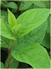 Tawuła japońska Pruhoniciana Spiraea japonica pruhoniciana