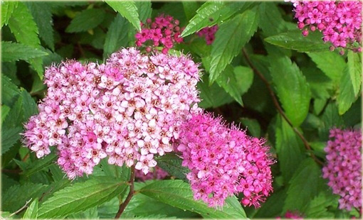 Tawuła japońska Spiraea japonica