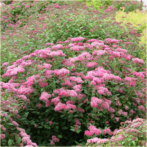 Tawuła japońska Spiraea japonica