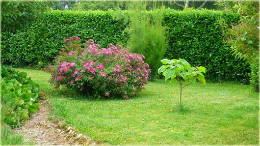 Tawuła japońska Spiraea japonica