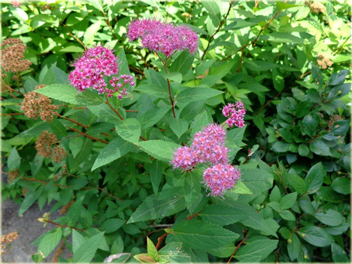 Tawuła japońska Spiraea japonica