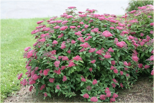 Tawuła japońska Spiraea japonica
