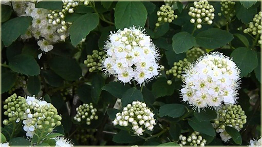 Tawuła Nippońska Snowmound Spiraea nipponica Snowmound