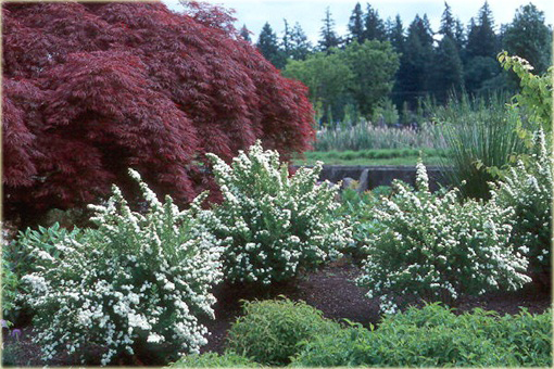 Tawuła Nippońska Snowmound Spiraea nipponica Snowmound