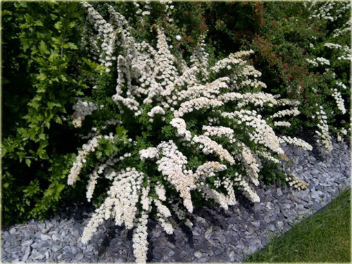 Tawuła Nippońska Snowmound Spiraea nipponica Snowmound