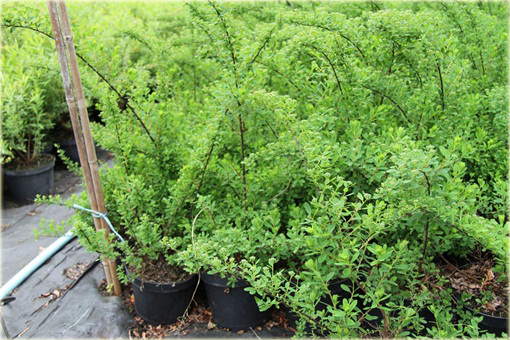 Tawuła Nippońska Snowmound Spiraea nipponica Snowmound