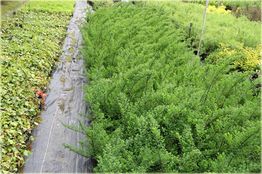 Tawuła Nippońska Snowmound Spiraea nipponica Snowmound