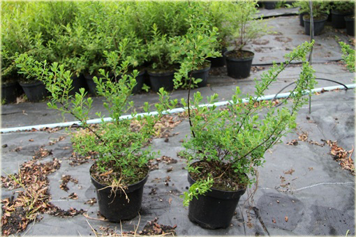 Tawuła Nippońska Snowmound Spiraea nipponica Snowmound