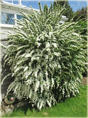 Tawuła Nippońska Snowmound Spiraea nipponica Snowmound