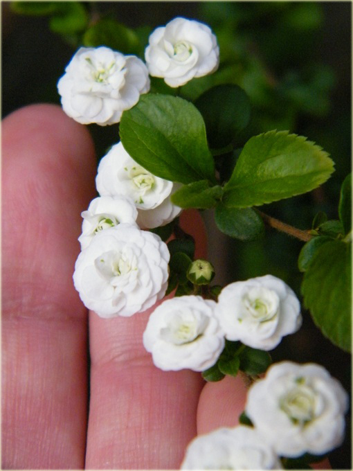 Tawuła śliwolistna pełna Plena Spiraea prunifolia Plena