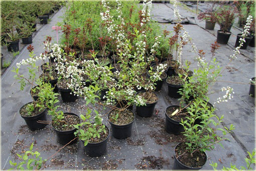 Tawuła śliwolistna pełna Plena Spiraea prunifolia Plena