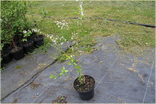 Tawuła śliwolistna pełna Plena Spiraea prunifolia Plena