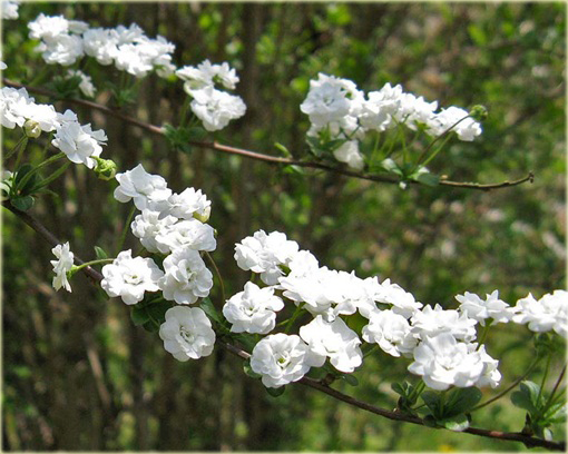 Tawuła śliwolistna pełna Plena Spiraea prunifolia Plena