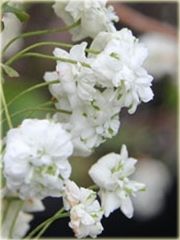 Tawuła śliwolistna pełna Plena Spiraea prunifolia Plena