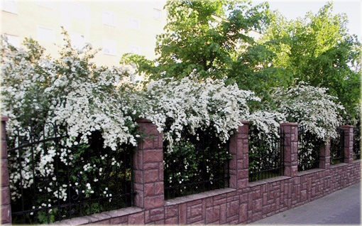 Tawuła van Houttea Spiraea vanhouttei