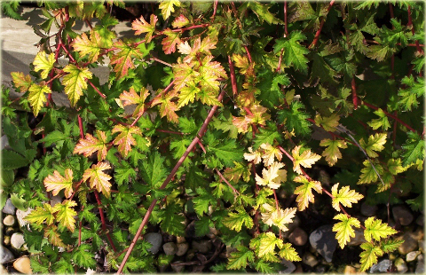 Tawulec pogięty Crispa Stephanandra incisa Crispa