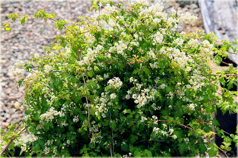 Tawulec pogięty Crispa Stephanandra incisa Crispa