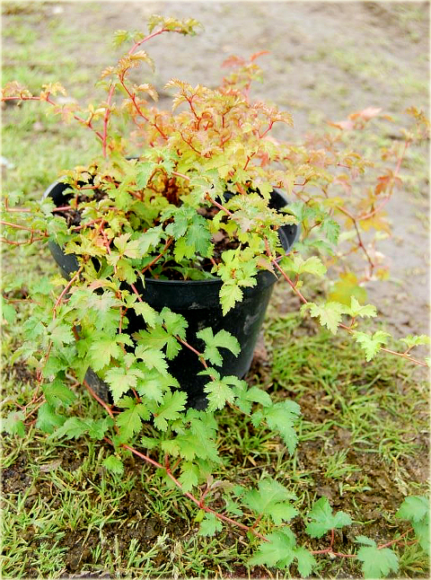 Tawulec pogięty Crispa Stephanandra incisa Crispa