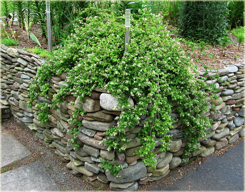 Tawulec pogięty Crispa Stephanandra incisa Crispa