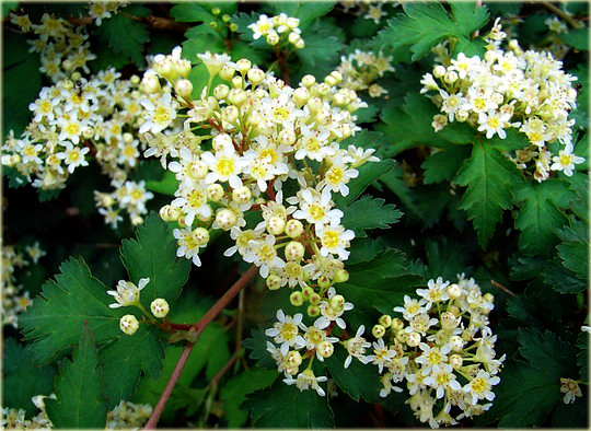 Tawulec pogięty Crispa Stephanandra incisa Crispa