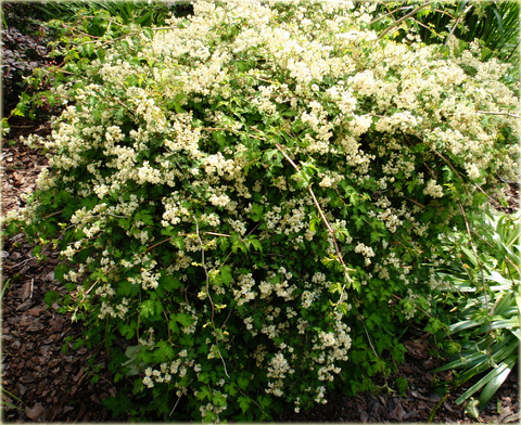 Tawulec pogięty Crispa Stephanandra incisa Crispa