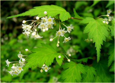 Tawulec pogięty Crispa Stephanandra incisa Crispa