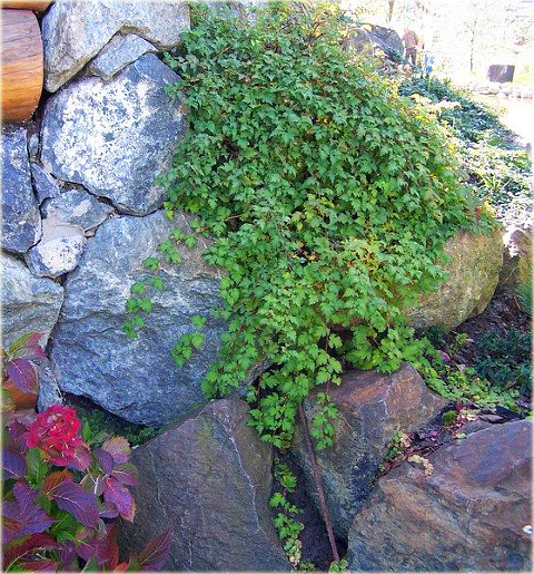 Tawulec pogięty Crispa Stephanandra incisa Crispa